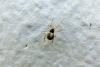 Theridion sp.